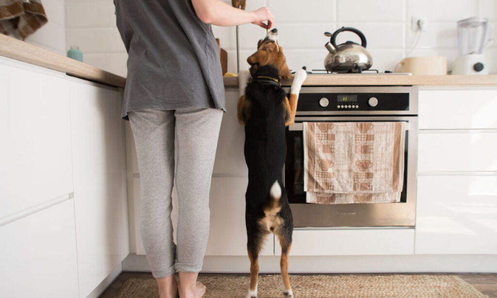 a pet with his owner in kitchen