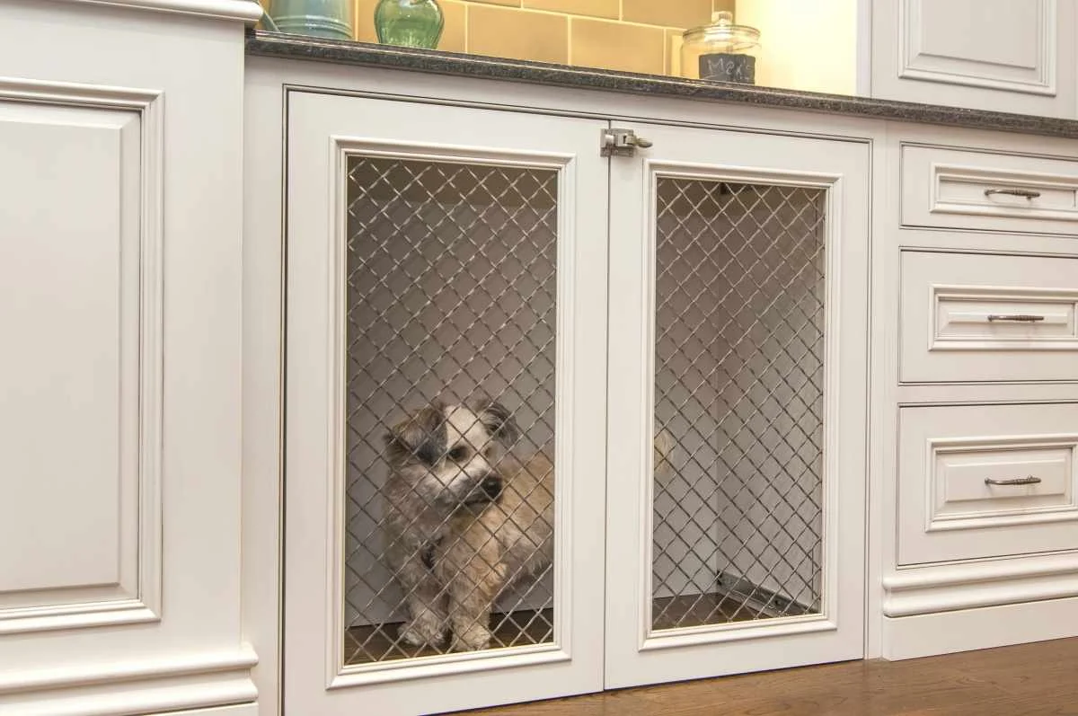 a pet in the kitchen cabinet